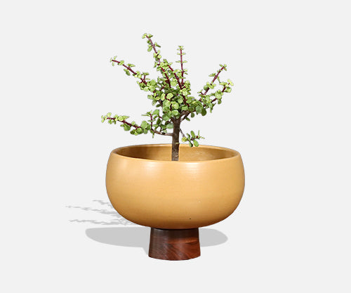 Architectural Pottery