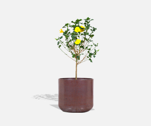 Large Malcolm Leland & David Cressey Studio Ceramic Planters with Pro Artisan Stoneware & Rust Glaze