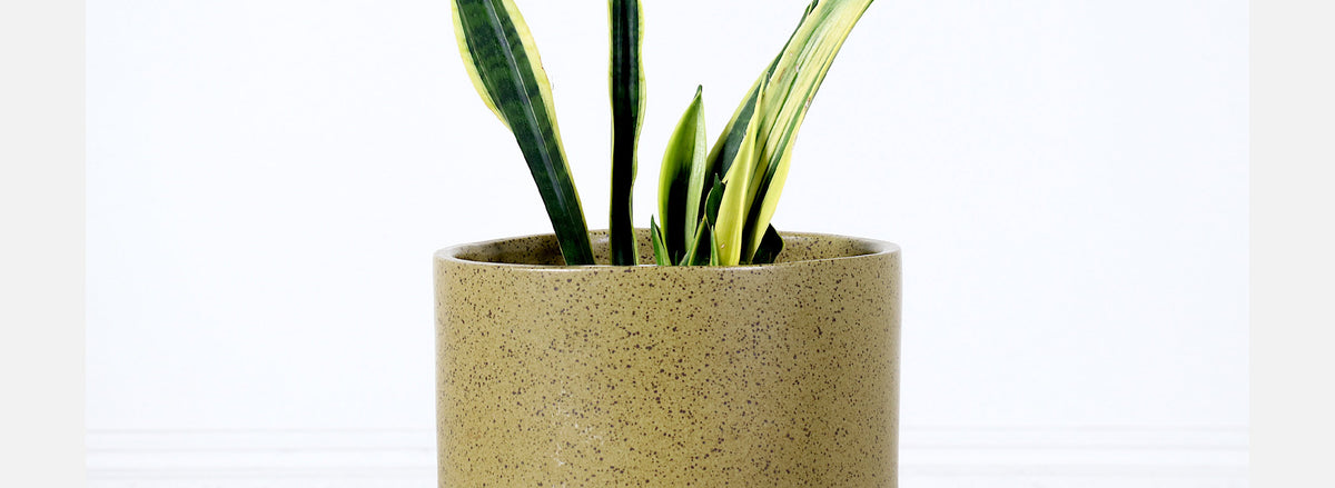 California Modern Pro Artisan Olive Green Stoneware Planter by David Cressey